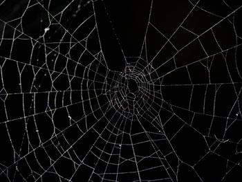 Spider web